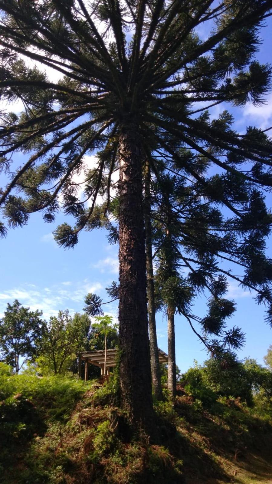 Casa Ampla E Aconchegante Em Gramado Villa Luaran gambar